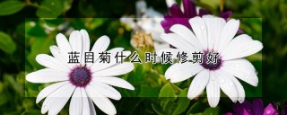 蓝目菊什么时候修剪好,第1图