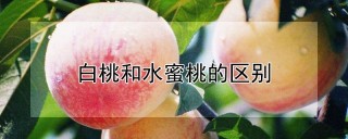 白桃和水蜜桃的区别,第1图