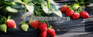 奶油草莓种植时间和方法,第1图