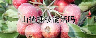 山楂插枝能活吗,第1图