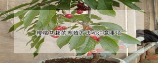 樱桃盆栽的养殖方法和注意事项,第1图