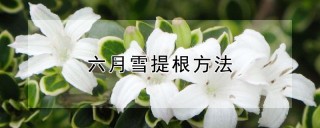 六月雪提根方法,第1图