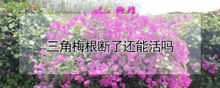 三角梅根断了还能活吗,第1图