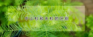 中山杉和水杉的区别,第1图