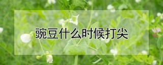 豌豆什么时候打尖,第1图