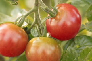 西红柿苗结果能结多久,第3图