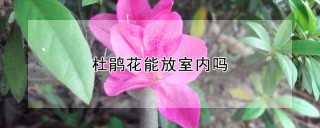 杜鹃花能放室内吗,第1图