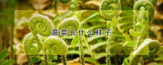 蕨菜长什么样子,第1图