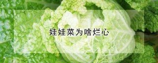 娃娃菜为啥烂心,第1图