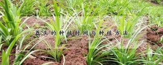 藠头的种植时间与种植方法,第1图