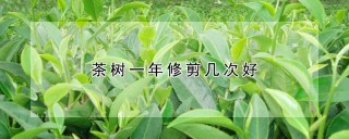 茶树一年修剪几次好,第1图