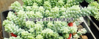 多肉玉坠怎样繁殖快速发芽,第1图