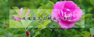 玫瑰苗怎么种成活率高,第1图