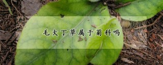 毛大丁草属于菊科吗,第1图