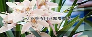 兰花不香原因及解决方法,第1图