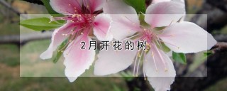 2月开花的树,第1图