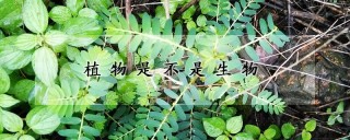 植物是不是生物,第1图