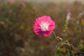 牵牛花种子怎样保存,第2图