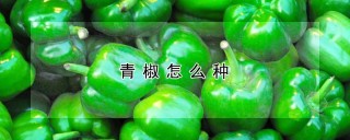 青椒怎么种,第1图