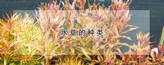 水草的种类,第1图