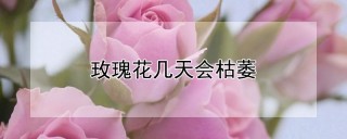 玫瑰花几天会枯萎,第1图