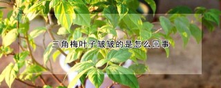 三角梅叶子皱皱的是怎么回事,第1图