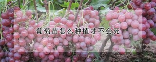 葡萄苗怎么种植才不会死,第1图