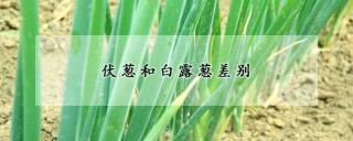 伏葱和白露葱差别,第1图