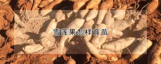 雪莲果怎样育苗,第1图