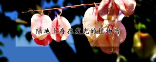 陆地上存在发光的植物吗,第1图