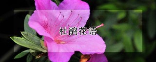 杜鹃花语,第1图