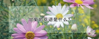 甘菊的花语是什么?,第1图