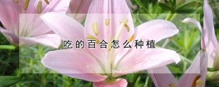 吃的百合怎么种植,第1图