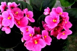 粉色紫罗兰花语是什么意思,第2图