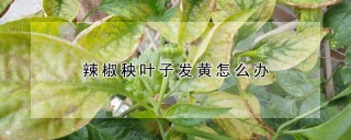 辣椒秧叶子发黄怎么办,第1图