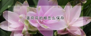 姜荷花的根怎么保存,第1图