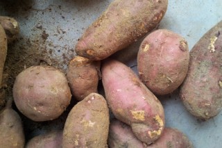 红薯成熟的季节,第2图