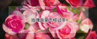 玫瑰海棠怎样过冬,第1图