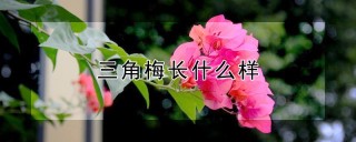 三角梅长什么样,第1图