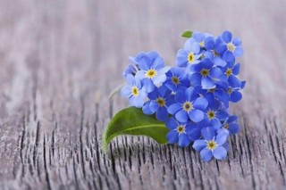 蓝色的小花是什么花,第3图