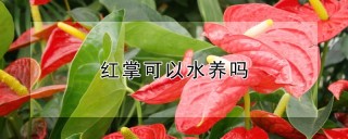 红掌可以水养吗,第1图