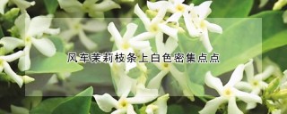 风车茉莉枝条上白色密集点点,第1图