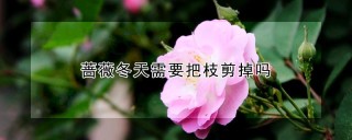 蔷薇冬天需要把枝剪掉吗,第1图