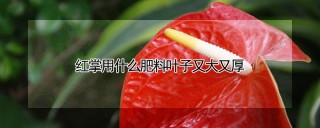 红掌用什么肥料叶子又大又厚,第1图