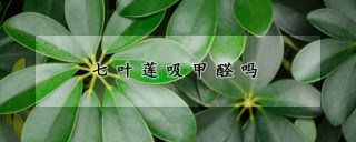 七叶莲吸甲醛吗,第1图