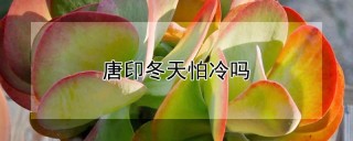 唐印冬天怕冷吗,第1图