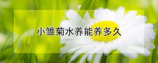 小雏菊水养能养多久,第1图