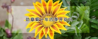 勋章菊一年四季开花吗,第1图