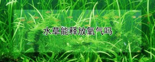 水草能释放氧气吗,第1图