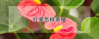 红掌怎样养殖,第1图